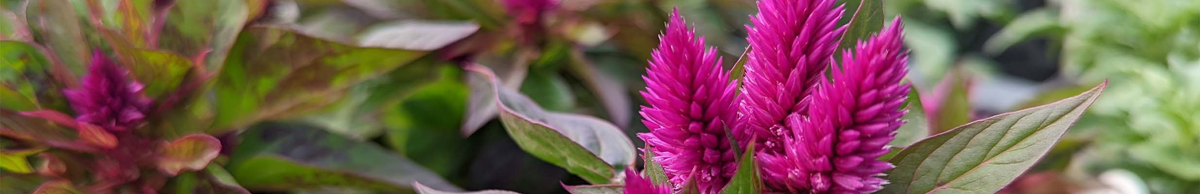 A beatufiul pink flower